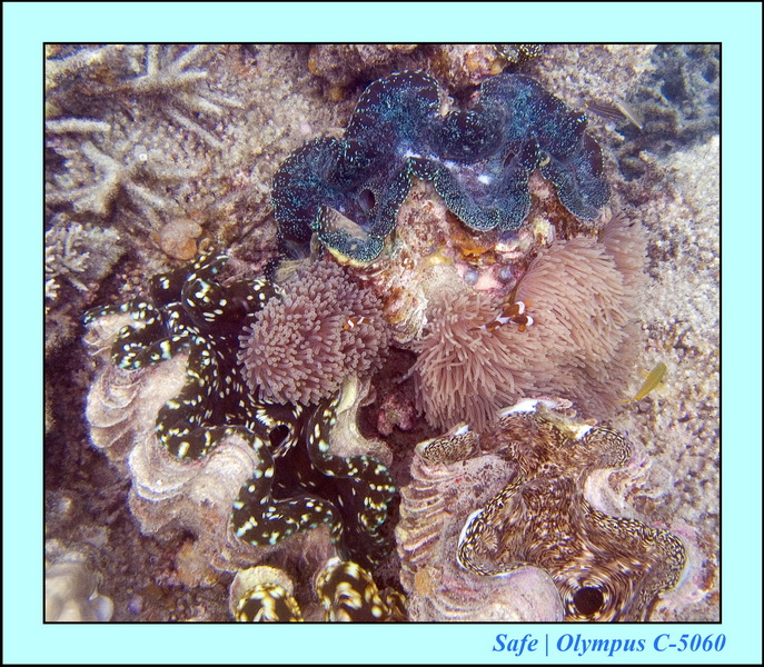 2006 - 07 - Perhentian - Plongee 220